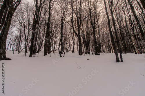 Fototapeta Naklejka Na Ścianę i Meble -  Las w śniegu zima Bieszczady