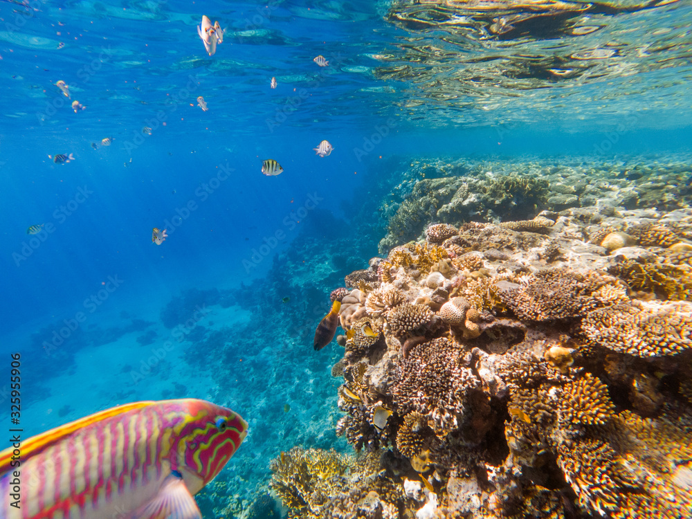 Obraz premium colorful corals and exotic fishes at the bottom of the red sea. beautiful natural summer background