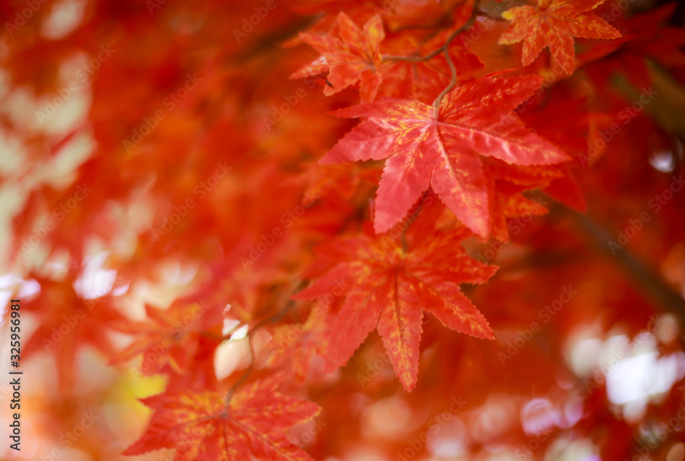 Meple leaf in nature. Meple leaf in nature.