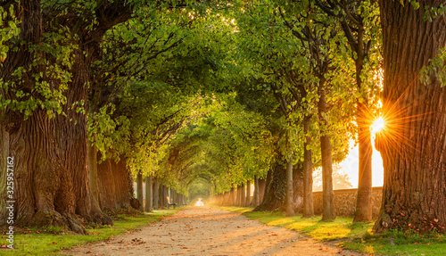 Fototapeta Naklejka Na Ścianę i Meble -  The Sun is shining through tunnel-like Avenue of Linden Trees, Tree Lined Footpath through Park at Sunrise