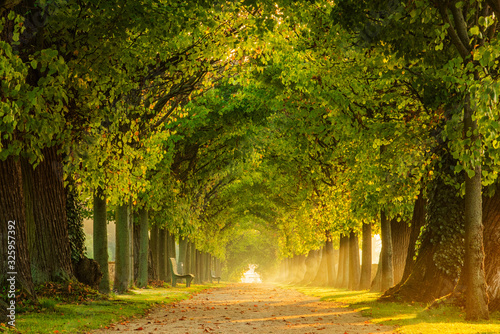 Fotografia Tunnel-like Avenue of Linden Trees, Tree Lined Footpath through Park at Sunrise