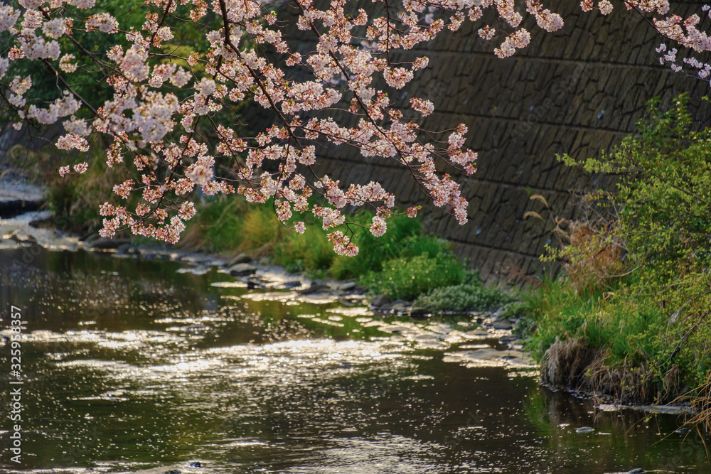 恩田川と桜 恩田川と桜