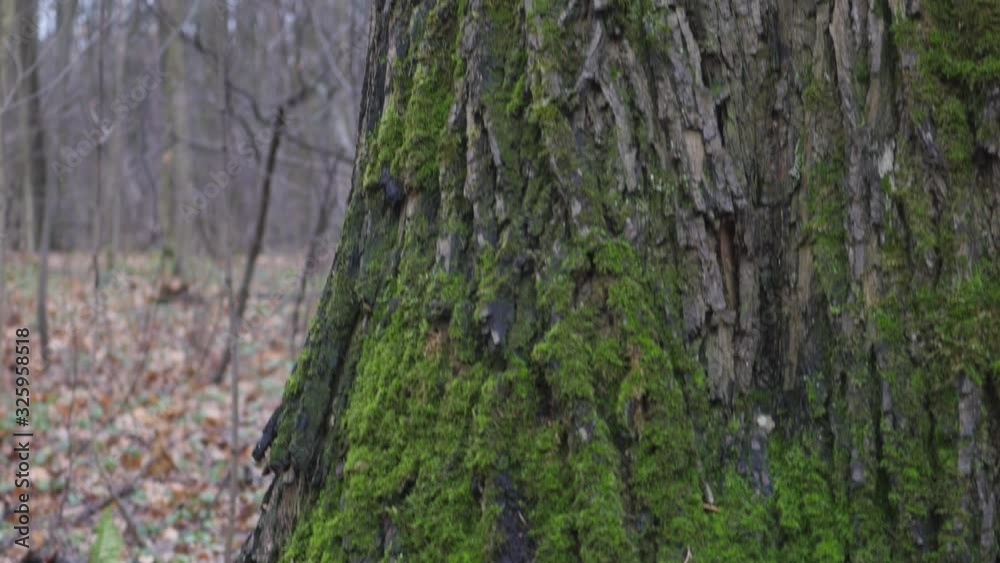 Moss Covered Tree Trunk In The Late Autumn Forest Slider Shot. Moss Covered Tree Trunk In The Late Autumn Forest Slider Shot.