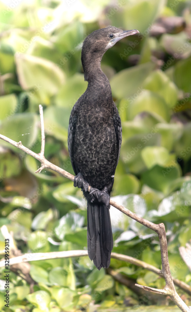 bird on a branch bird on a branch