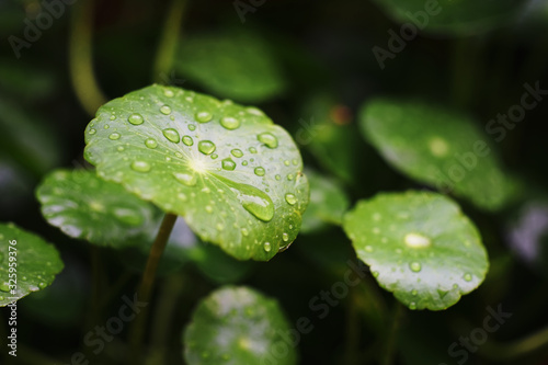 Water drop on Centella Asiatica , Pegagan, Indian pennywort or Gotu kola or Asiatic pennywort.This coin-like plant, The leaves can be eaten raw or cooked. photo