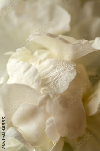 bud of white peony flower in garden