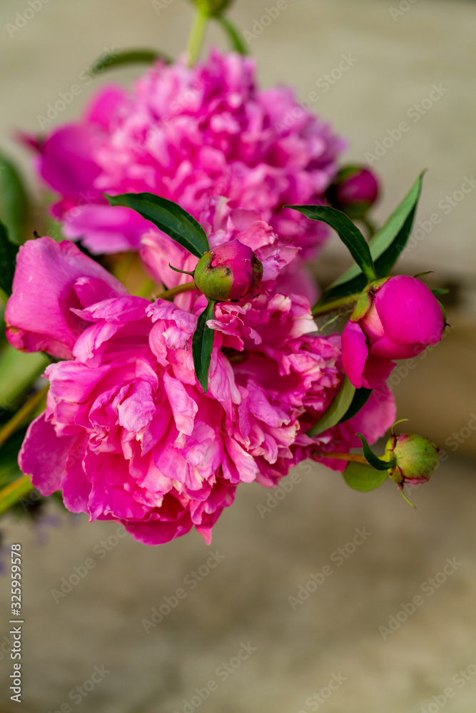 Fototapeta premium bud of pink peony flower in garden
