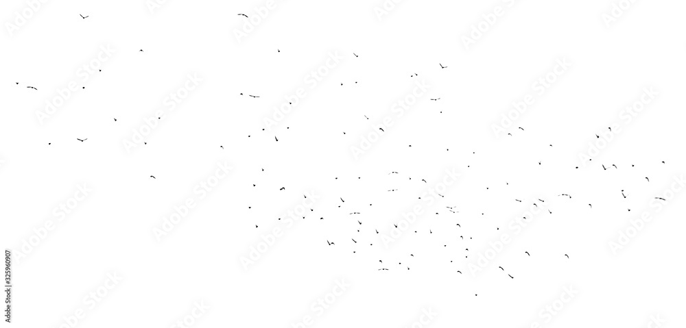 Flock of birds isolated on white background