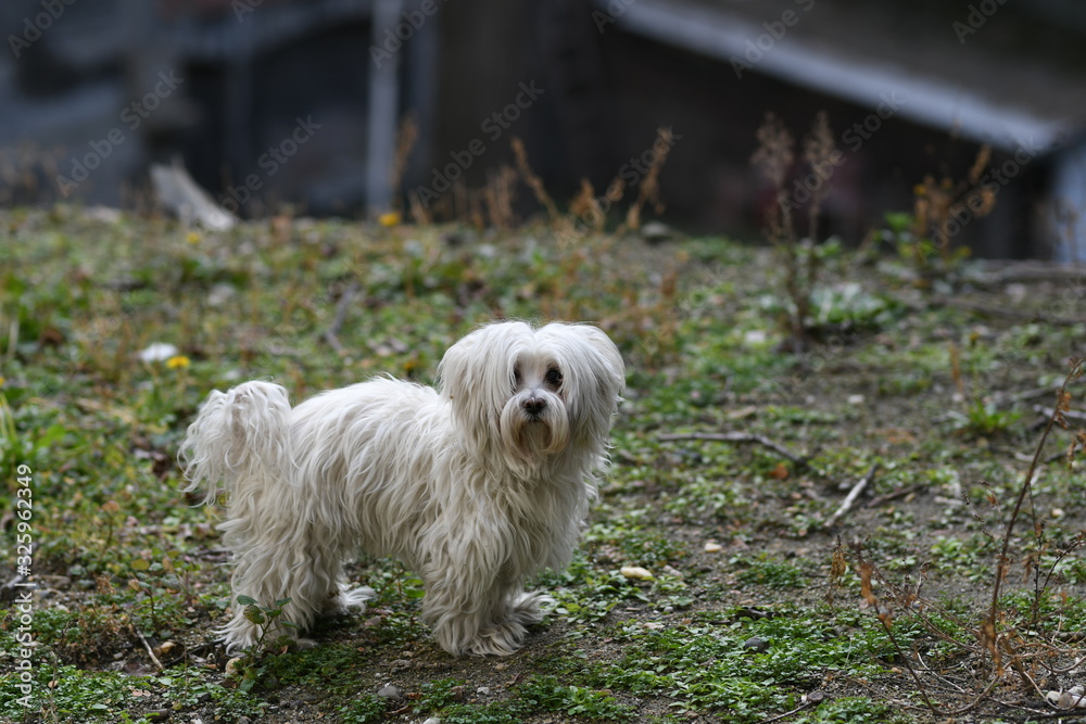 A white, fluffy dog, outdoor, walk A white, fluffy dog, outdoor, walk