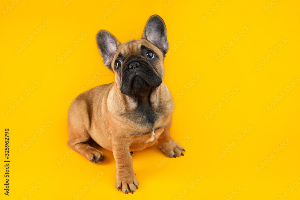 Cute french bulldog puppy on a yellow background.
