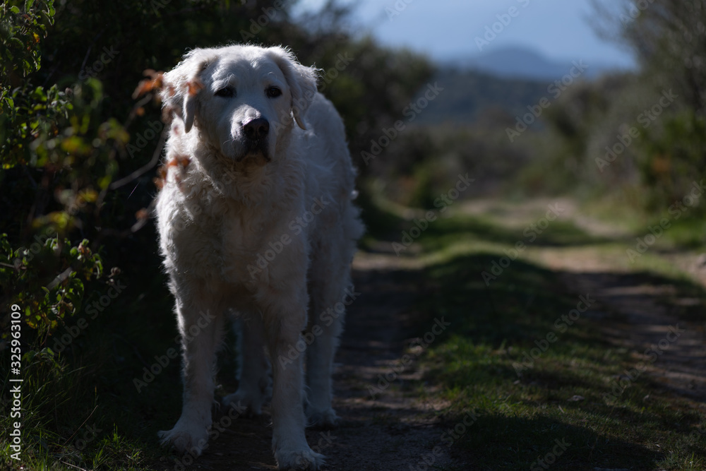 Kirbi the Kuvasz Dog walking on the Corsican Maquis