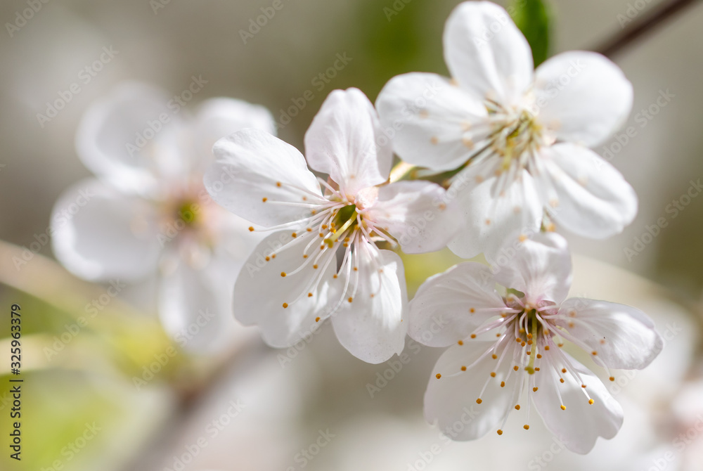 White flowers on a fruit tree on nature White flowers on a fruit tree on nature