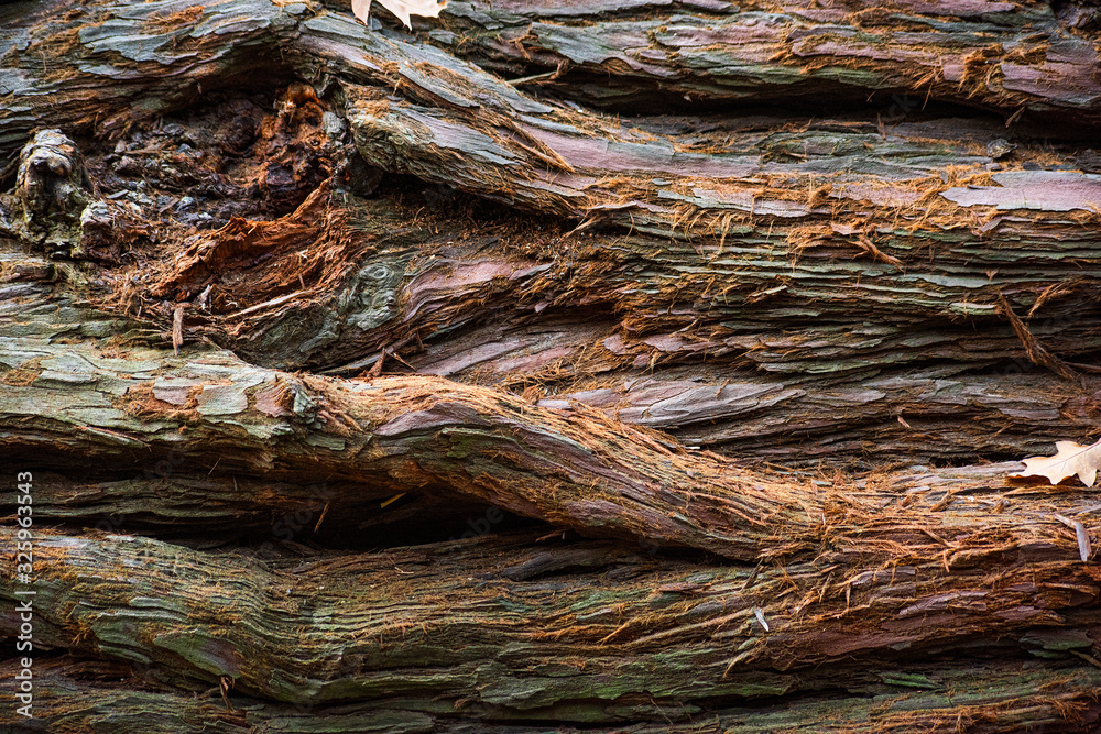 Part of the rough bark sequoia Part of the rough bark sequoia