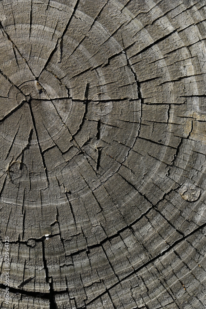 Fototapeta premium The old board as a background, the texture of the old tree