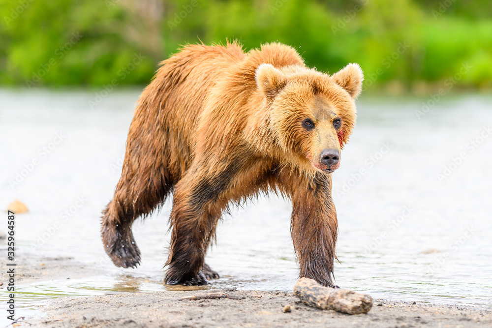 Fototapeta premium Ruling the landscape, brown bears of Kamchatka (Ursus arctos beringianus)