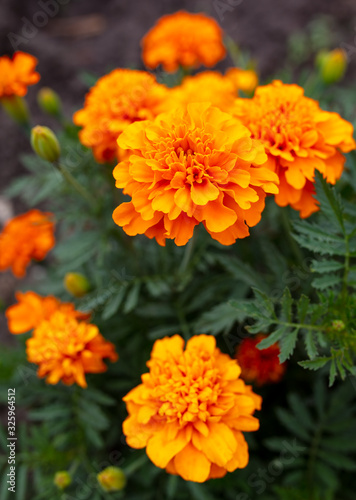 Orange flower in the park.