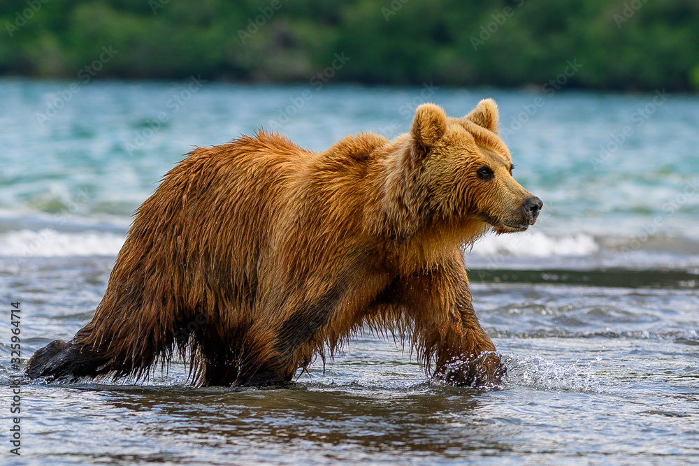 Ruling the landscape, brown bears of Kamchatka (Ursus arctos beringianus) Ruling the landscape, brown bears of Kamchatka (Ursus arctos beringianus)