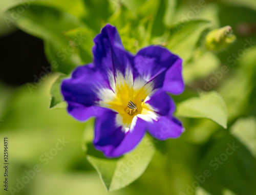 Blue flower in the park.