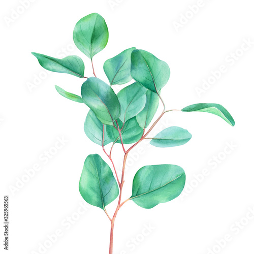 Eucalyptus branches and leaves, watercolor illustration, green leaves on an isolated white background