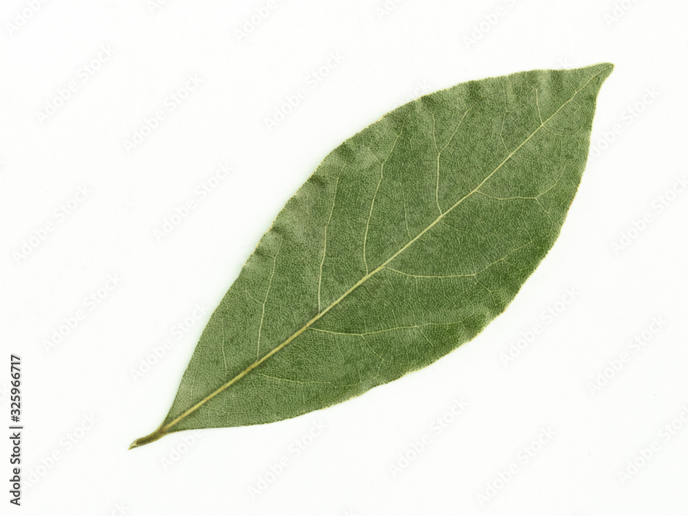 One laurel leaf on white isolated background. Diet and weight loss concept One laurel leaf on white isolated background. Diet and weight loss concept