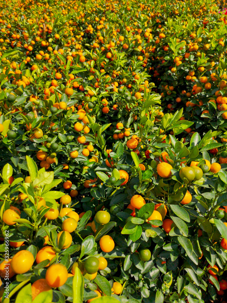 Ripe tangerines on a tree in the park Ripe tangerines on a tree in the park