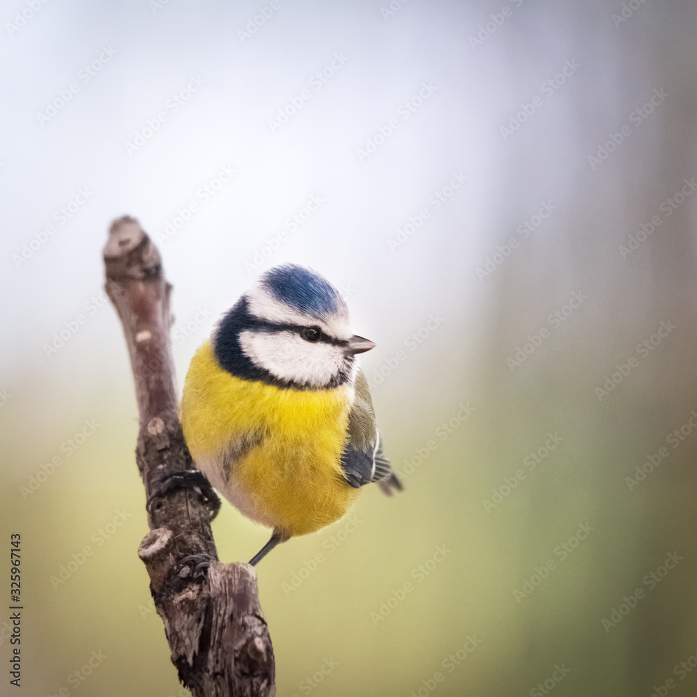 Fototapeta premium Blue tit on a perch