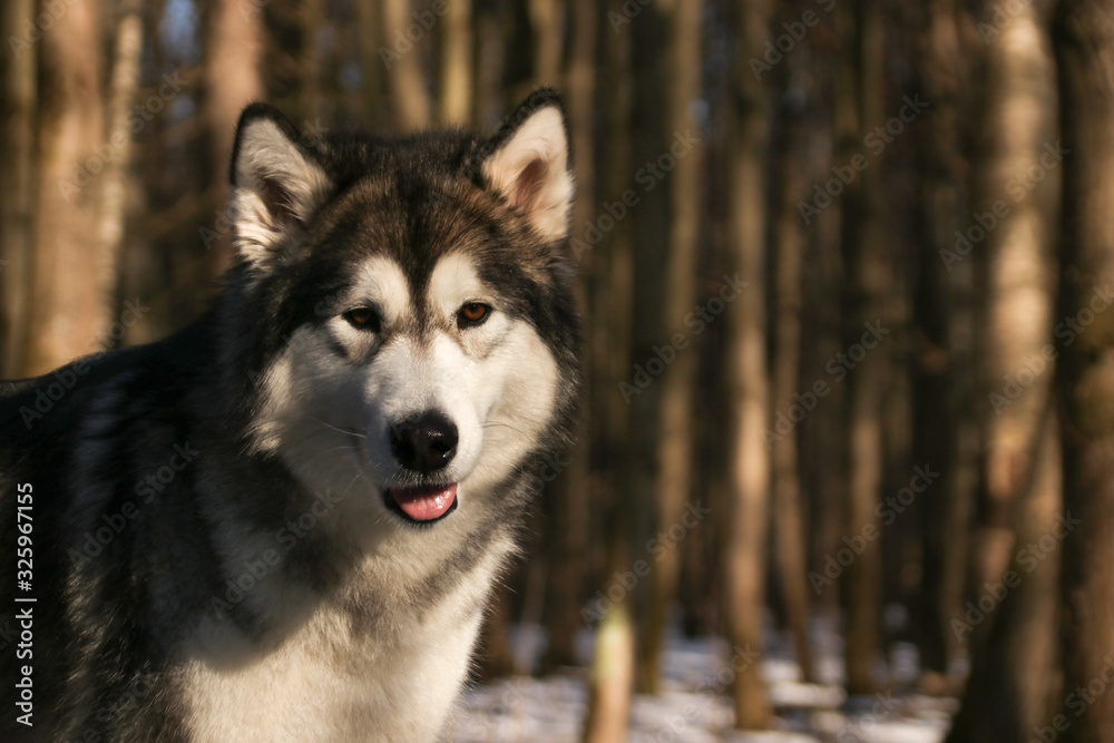 Obraz premium Dog similar to a wolf breed Alaskan Malamute walks in the forest in sunny weather closeup photo