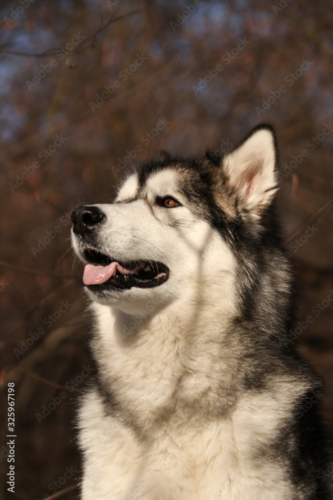 Dog similar to a wolf breed Alaskan Malamute walks in the forest in sunny weather closeup photo
