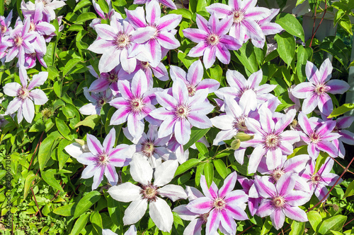 flowering purple flowers on a flower bed in garden