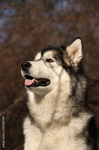 Dog similar to a wolf breed Alaskan Malamute walks in the forest in sunny weather closeup photo