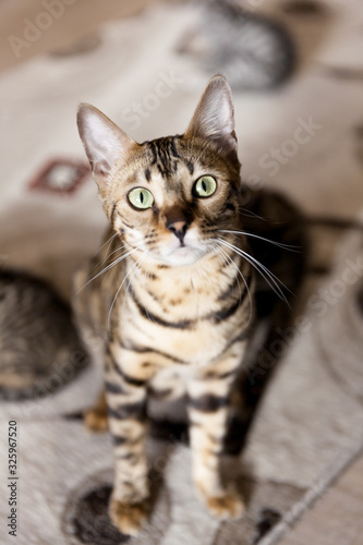 Fototapeta Naklejka Na Ścianę i Meble -  beautiful adult bengal cat close up portrait with leopard-like dark spots and green eyes