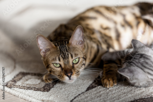 beautiful adult bengal cat close up portrait with leopard-like dark spots and green eyes