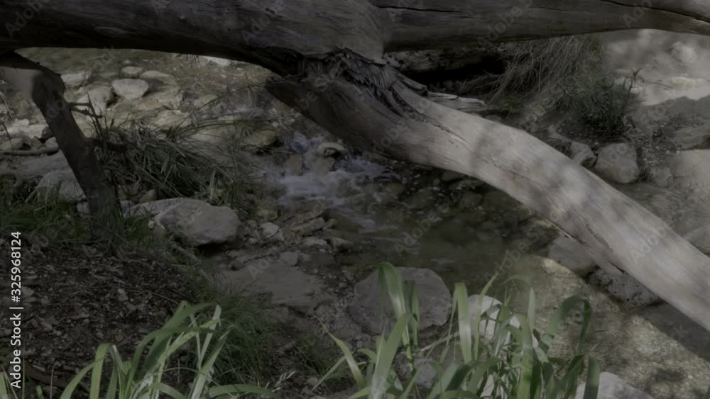 Close up of creek with large tree laying over Close up of creek with large tree laying over