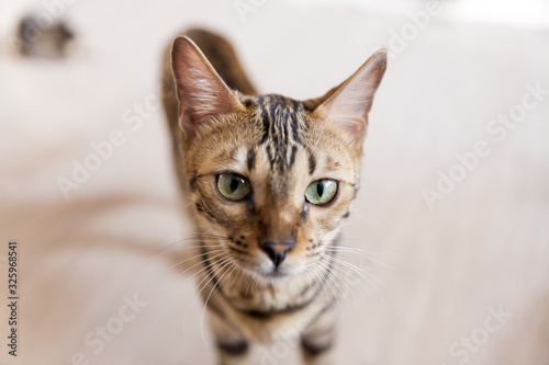 beautiful adult bengal cat close up portrait with leopard-like dark spots and green eyes