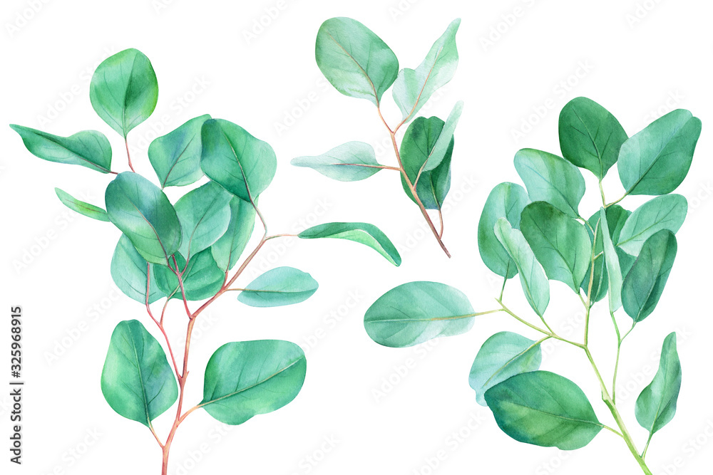eucalyptus branches and leaves, watercolor illustration, set of elements on an isolated white background eucalyptus branches and leaves, watercolor illustration, set of elements on an isolated white background