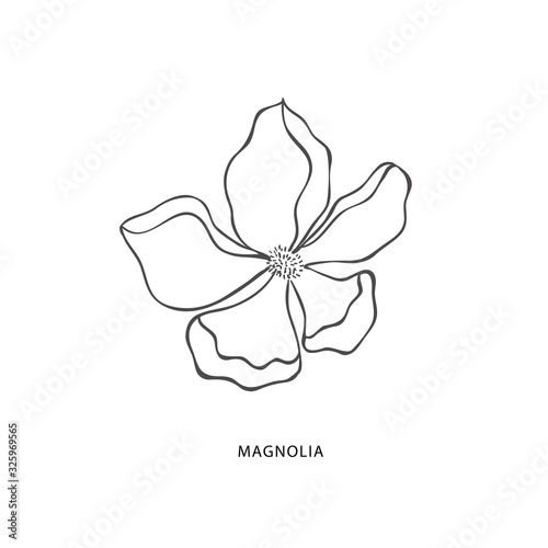 Hand drawn magnolia flower. Botanical design element