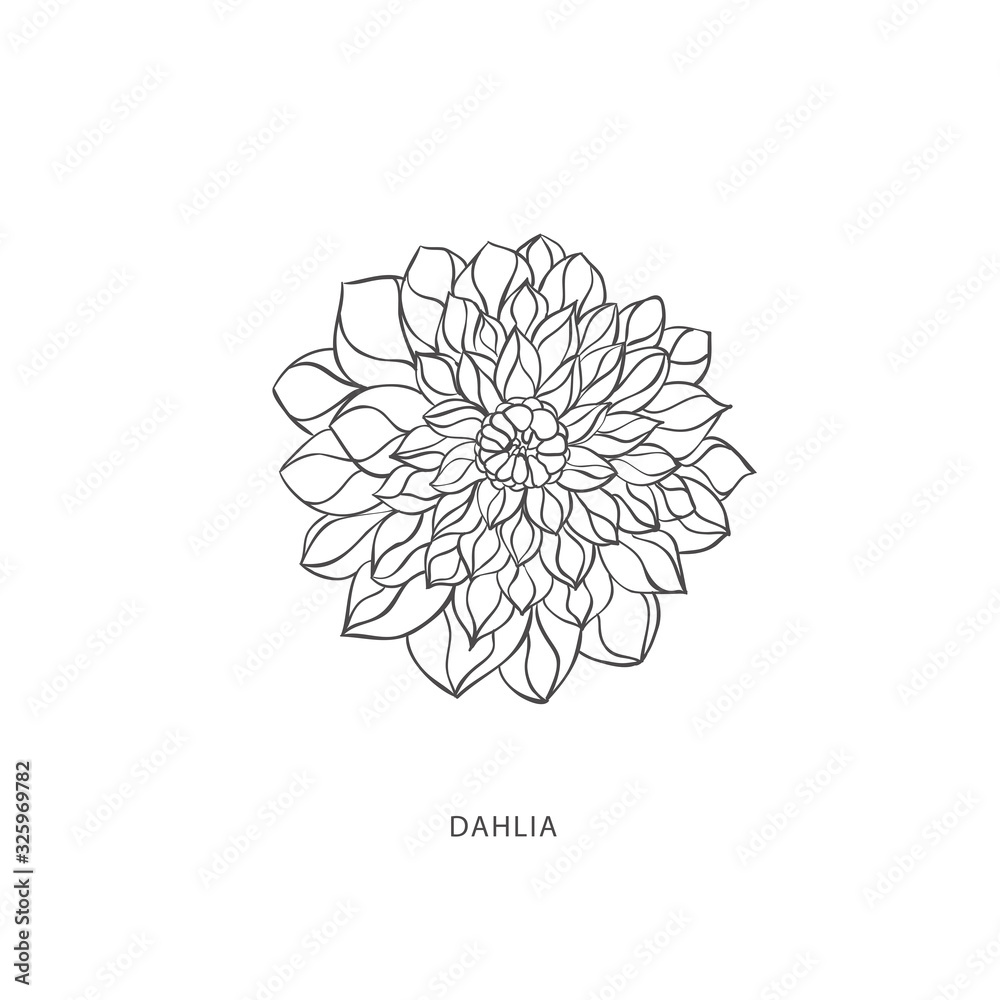 Fototapeta premium Hand drawn plant branches. Greenery design elements. Botanical logos.