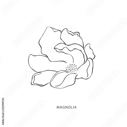 Hand drawn magnolia flower. Botanical design element