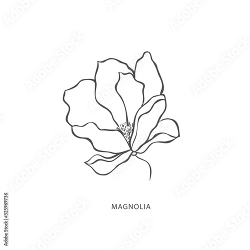 Hand drawn magnolia flower. Botanical design element