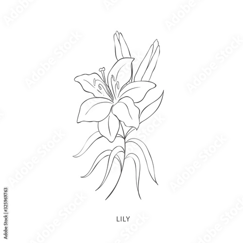 Hand drawn plant branches. Greenery design elements. Botanical logos.