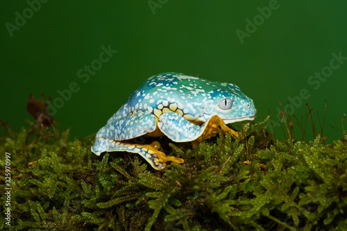 Fringed leaf frog on a mossy branch