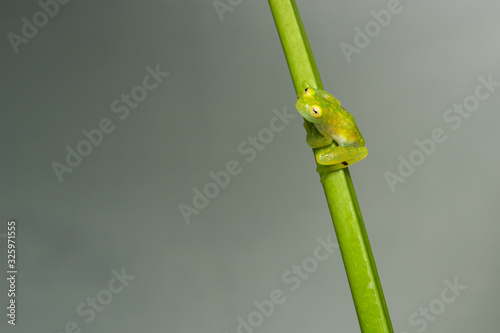 Glass frog on a plant