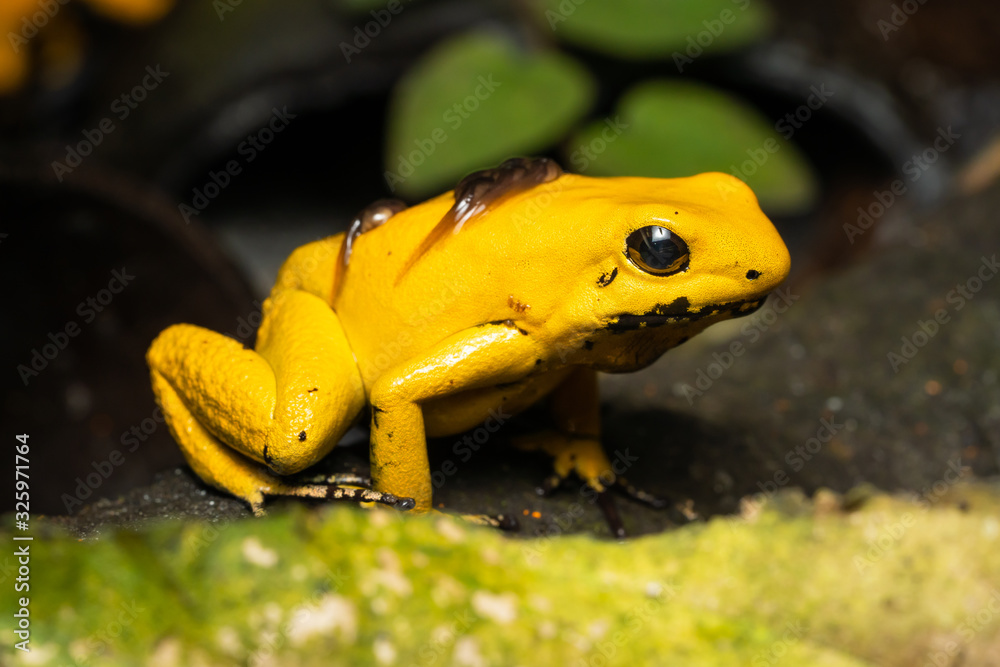 Fototapeta premium Golden poison frog transporting tadpoles