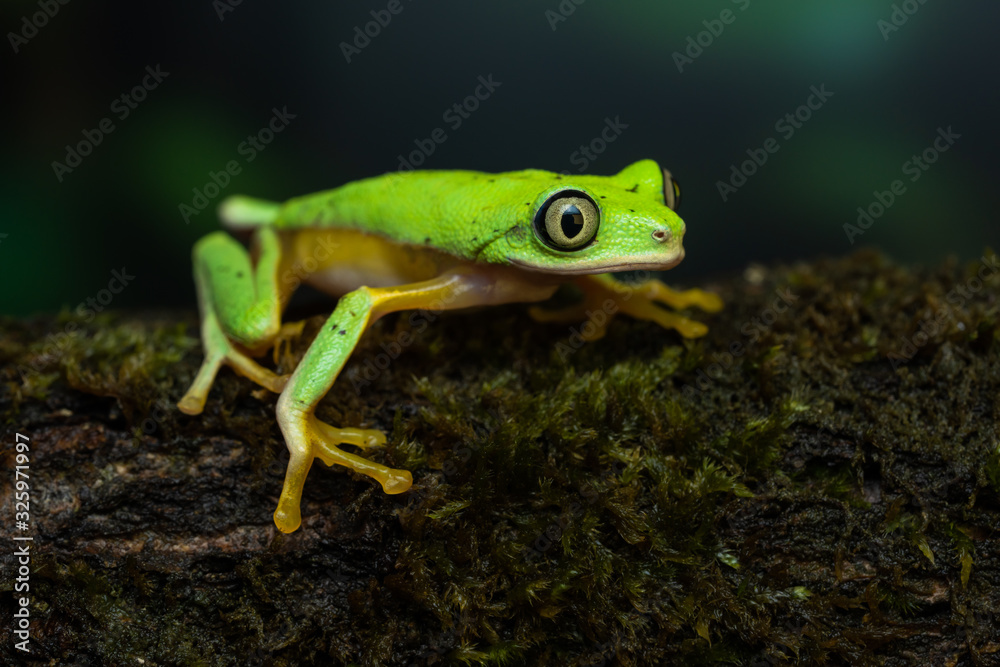 Naklejka premium Lemur leaf frog on a mossy branch