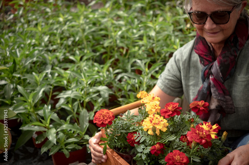 Close up view of a graceful senior woman dressed casual while enjoying shopping in the nursery. She holds in the hands a basket full of flowering plants