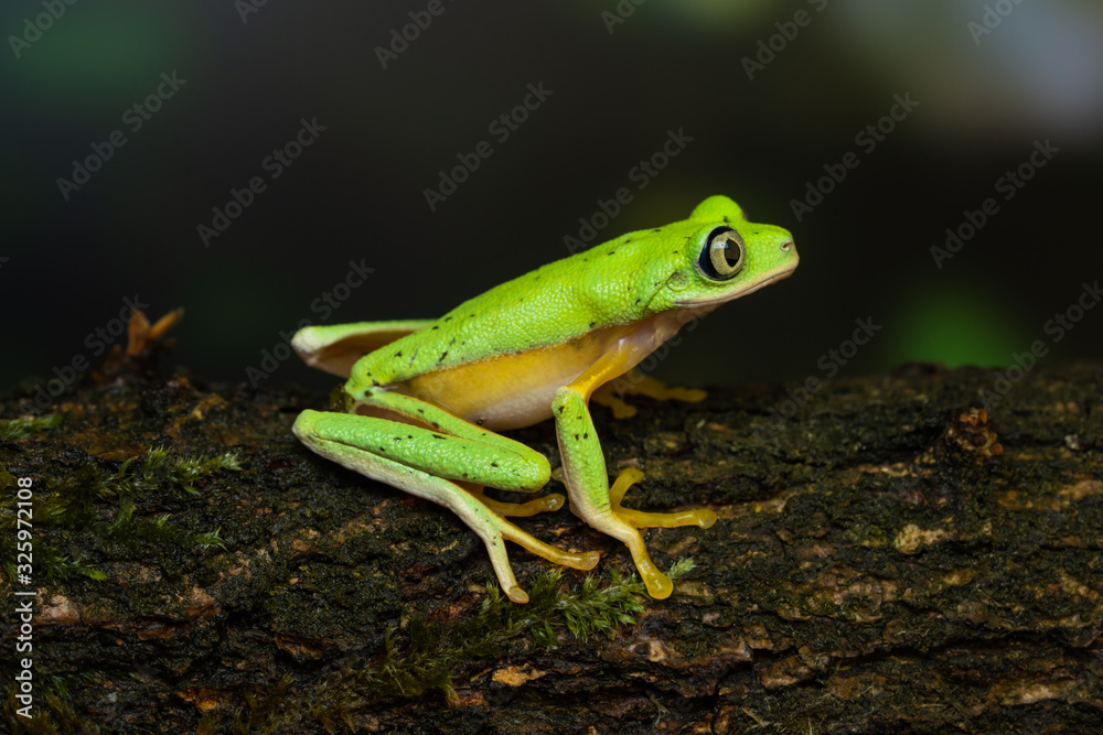 Naklejka premium Lemur leaf frog on a mossy branch