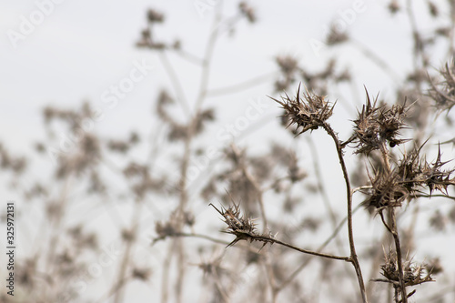 Dry twigs and fruits of Scolymus maculatus on a blurred background © Emma