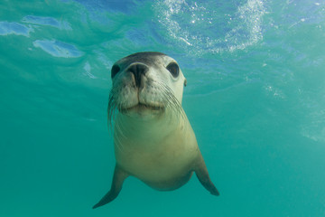 Australian Sea Lion underwater portrait photo