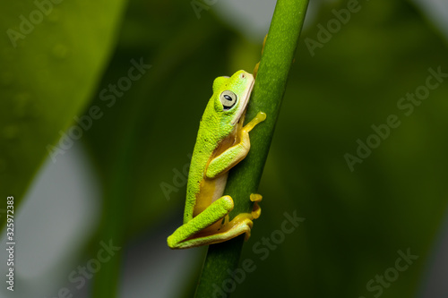 Lemur tree frog on a plant