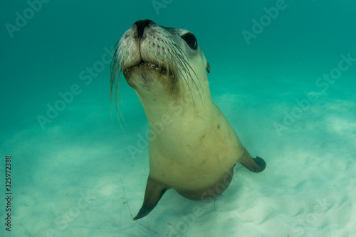 Australian Sea Lion underwater portrait photo